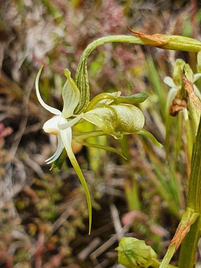Habenaria 5