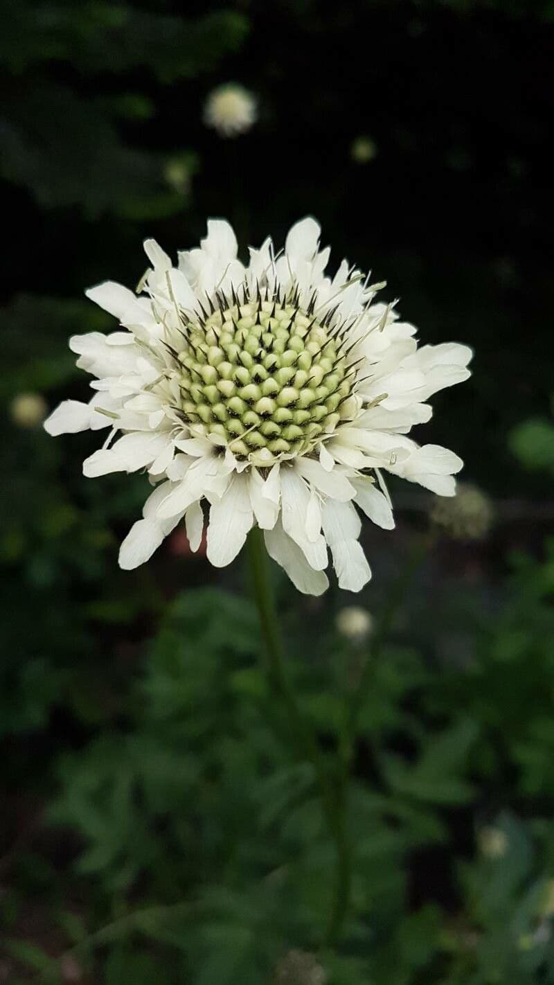 Giant-scabious 4