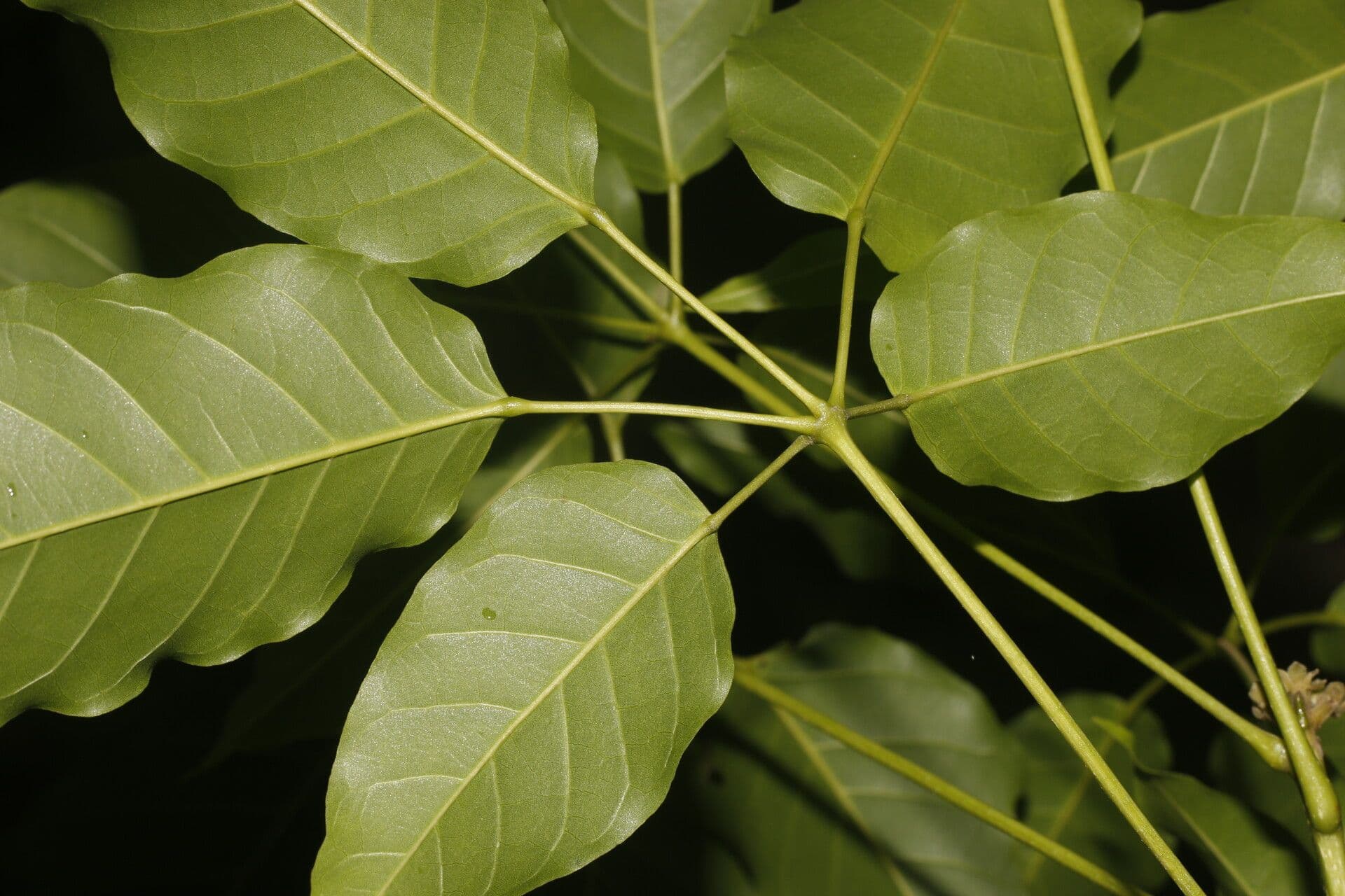 Guayacan 6