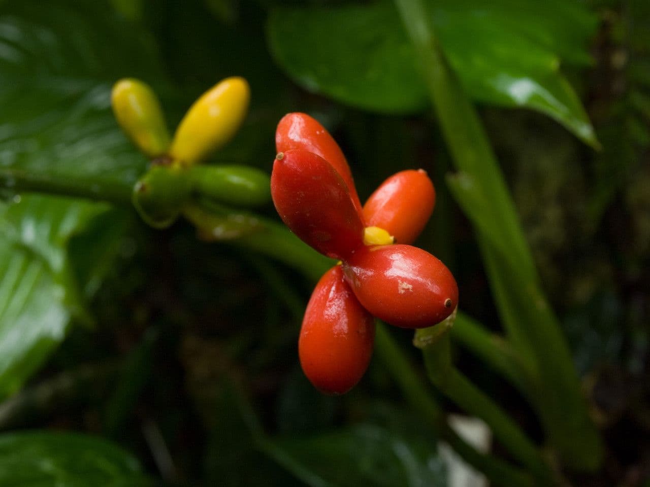 Aglaonema