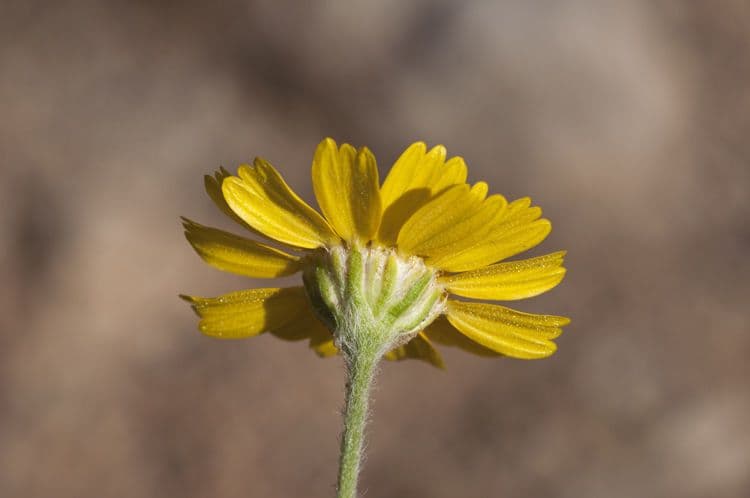Tetraneuris ivesiana 2