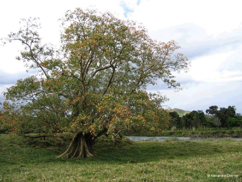 Erythrina bruna 11