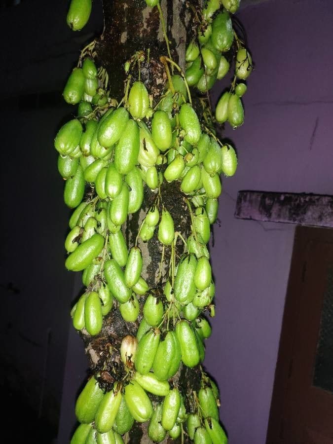 Bilimbi 5