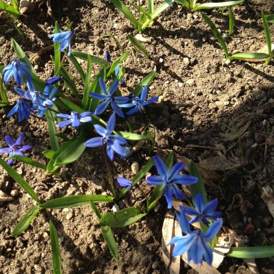 Scilla silvestre 8