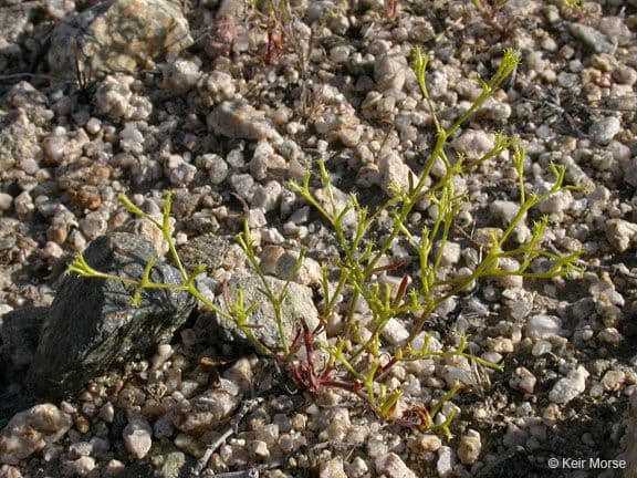 Chorizanthe brevicornu 10