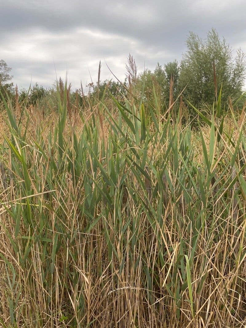 Arundo 8