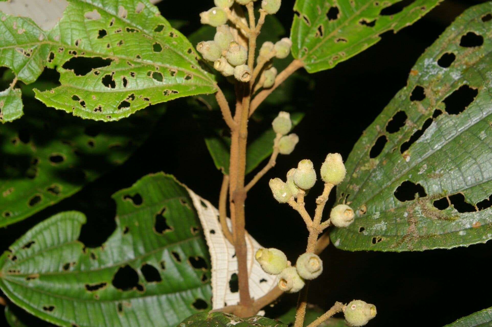 Miconia bubalina 4