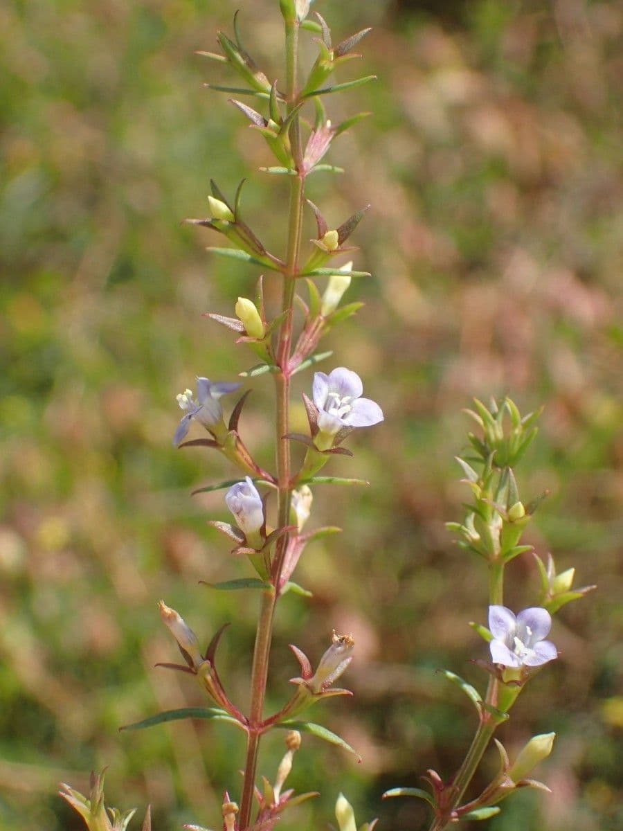 Neurotheca