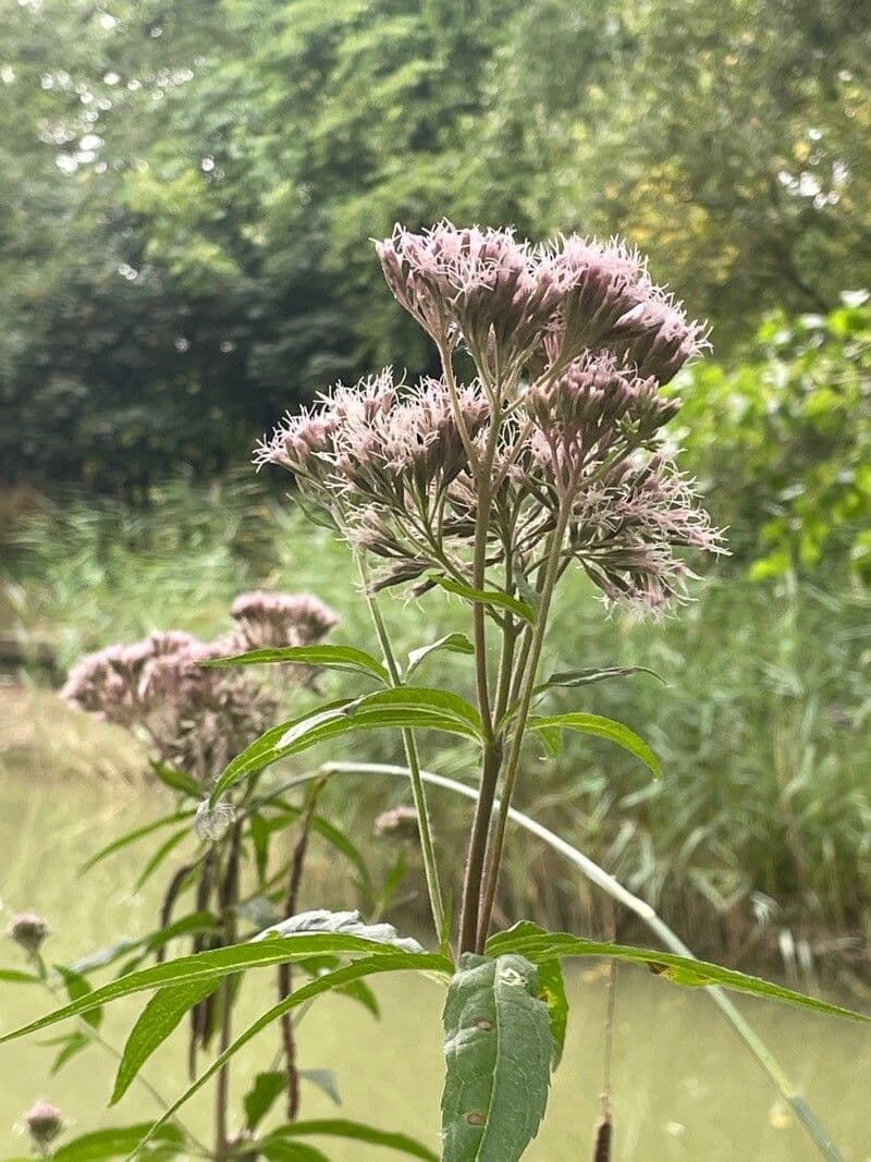 Eupatorio 11