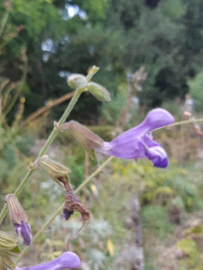 Salbei 4