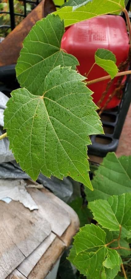 Vitis aestivalis 18