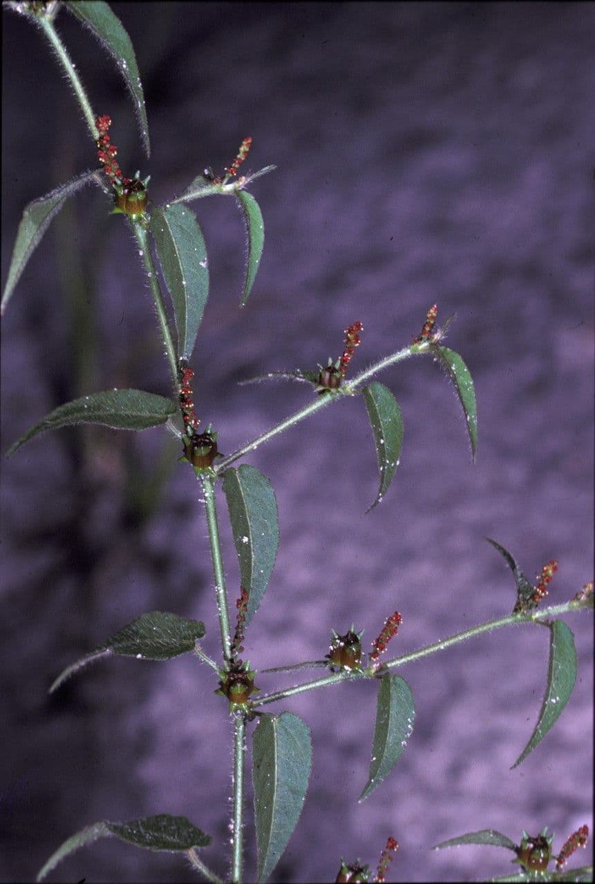 Microstachys corniculata 3