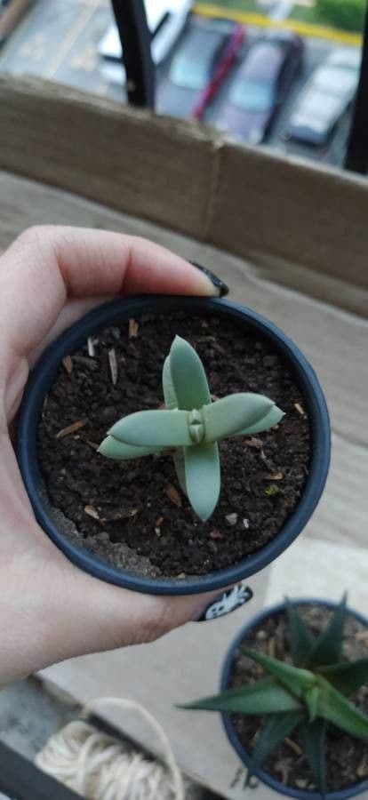 Cheiridopsis 12