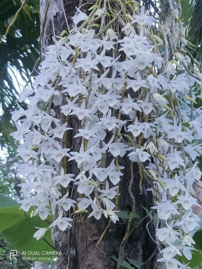 Orchidea colombina 3