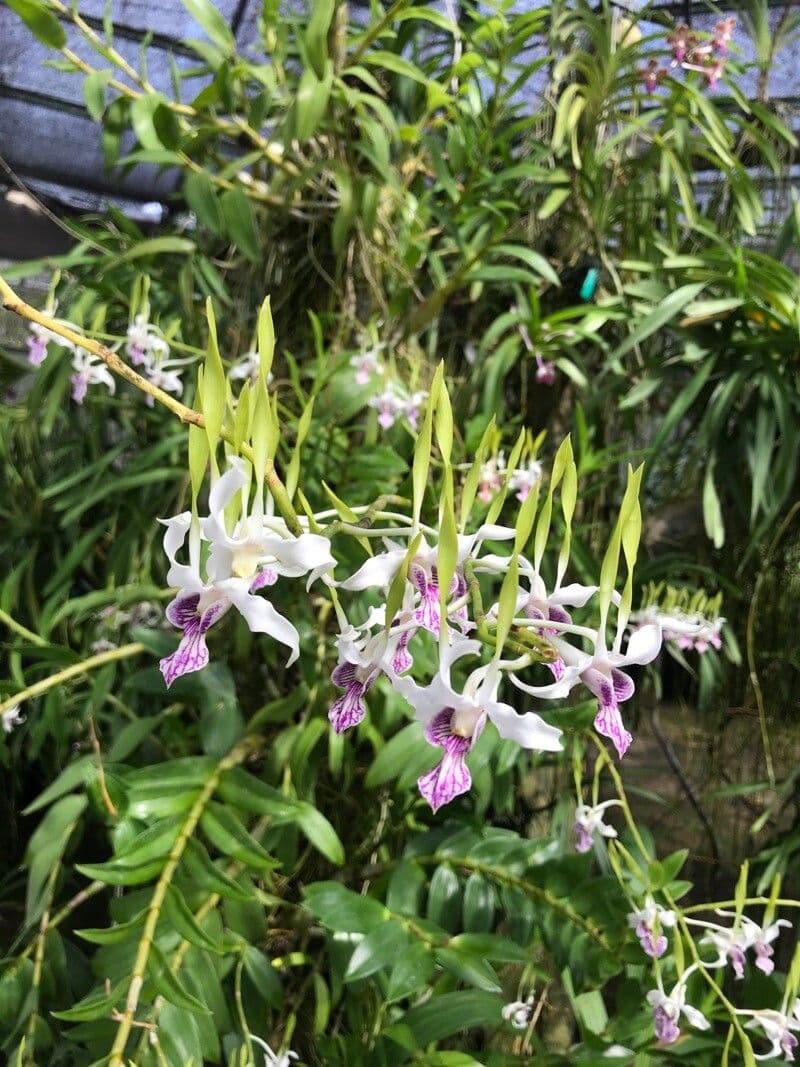 Orchidea antilope verde 2