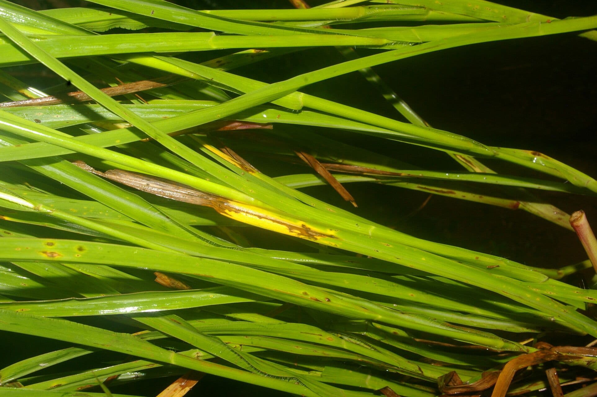 Paspalum plicatulum 15