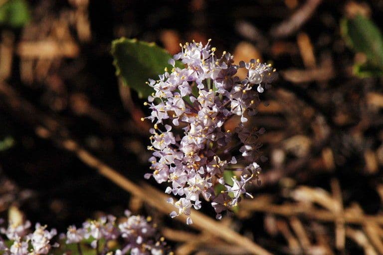 Ceanothus 7