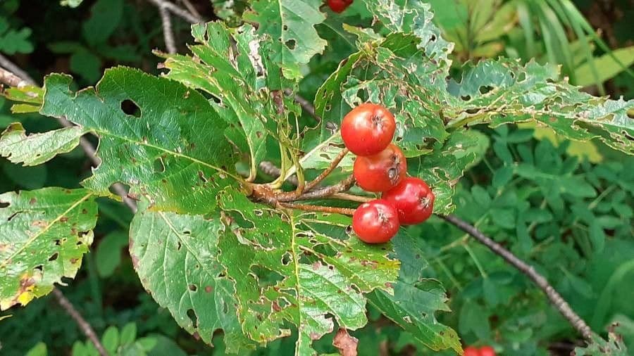 Cotonéaster alpin 2