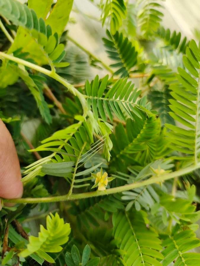 Cassia nana