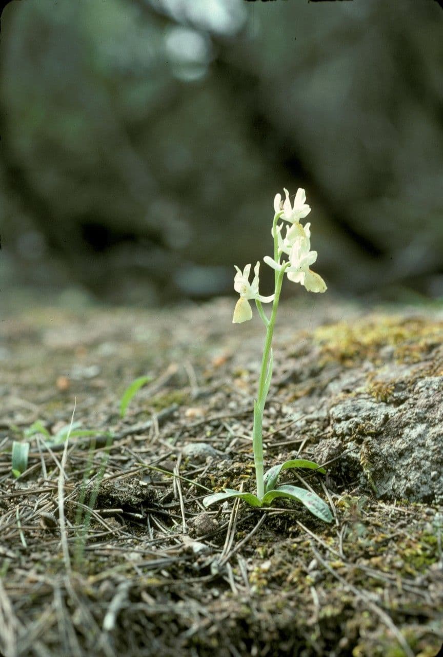 Orchide provinciale 7