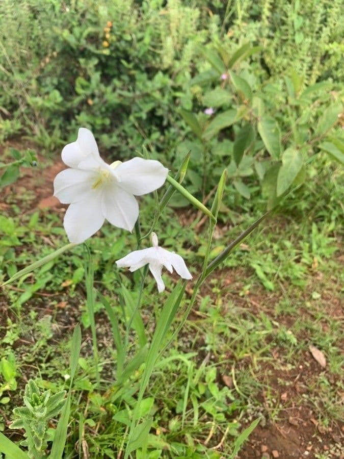 Gladiole 3