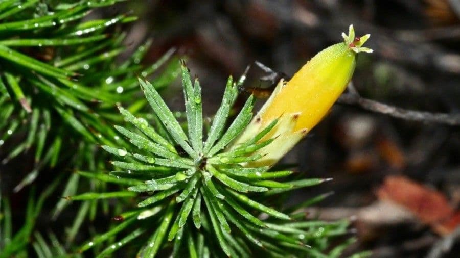 Astroloma