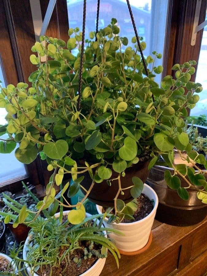 Peperomia 16