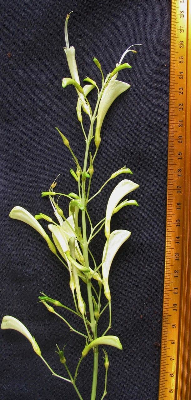 Stenostephanus 3