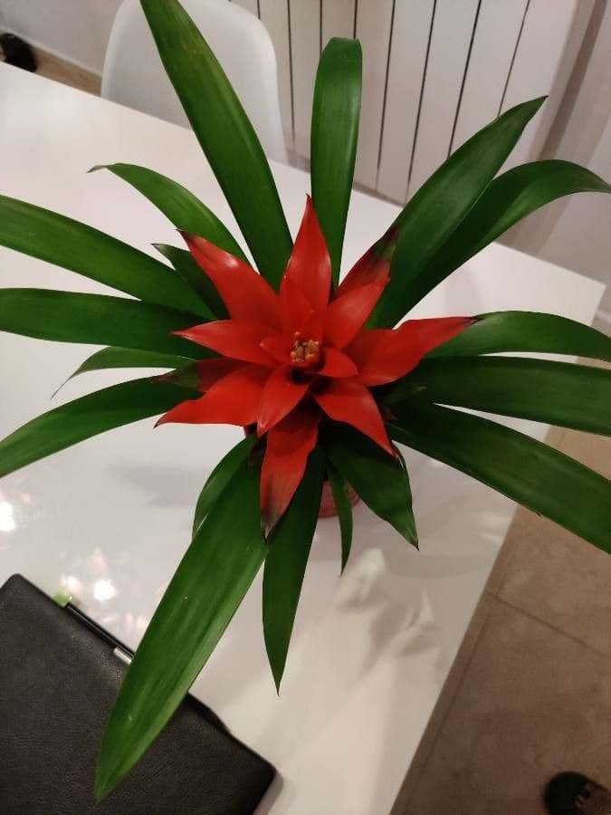 Guzmania lingulata 16