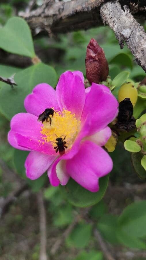 Pereskia