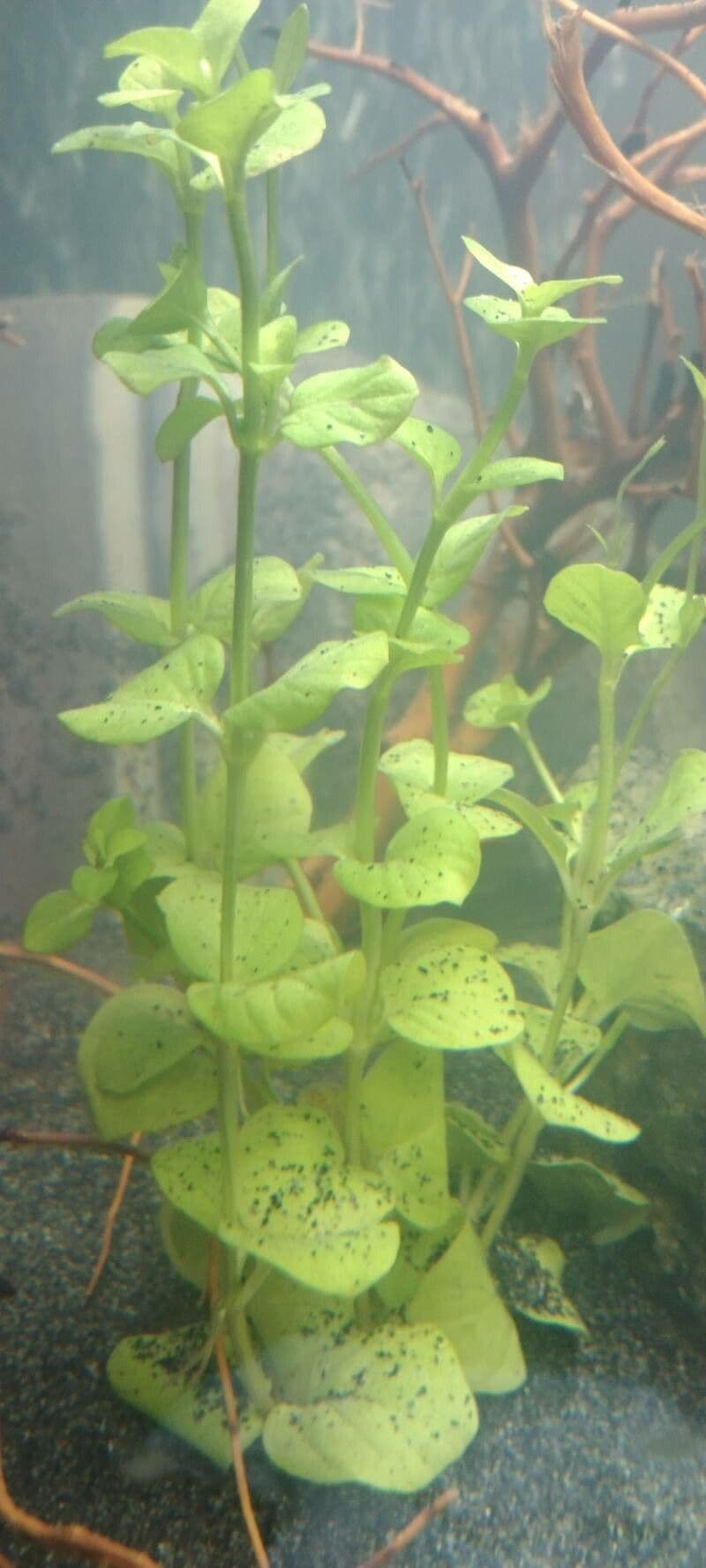 Micranthemum ombroso 5