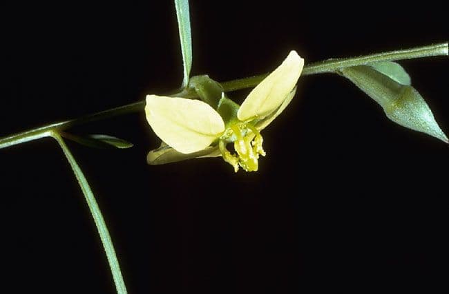 Schmalblättriges Froschlämchen 5