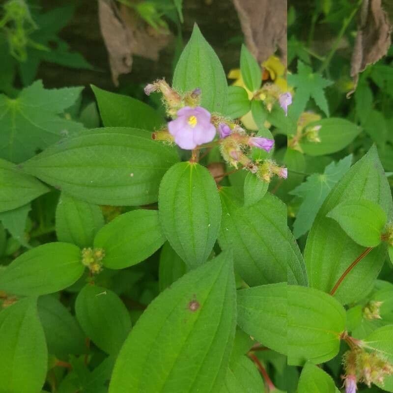 Melastomastrum 9