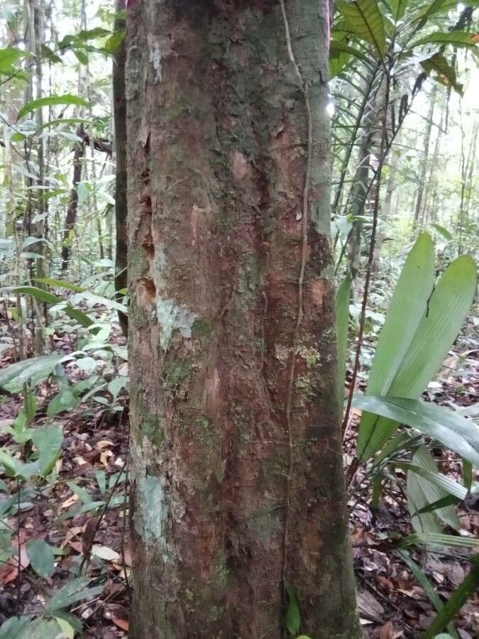 Tapura