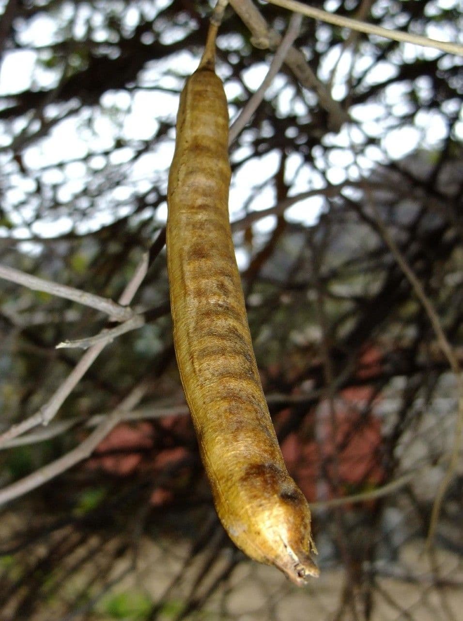 Sennestrauch 25