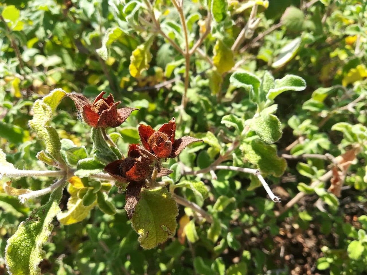Cistus krétský