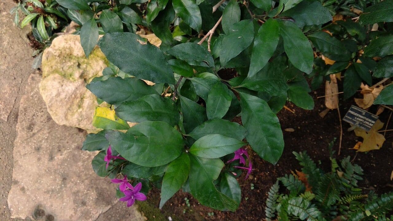 Pseuderanthemum 8