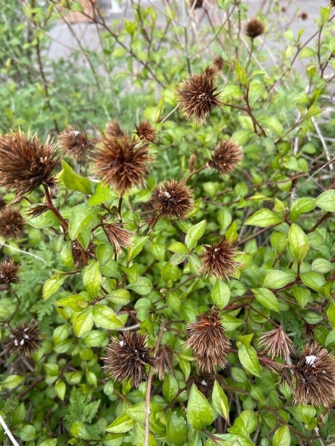 Ceratostigma 5