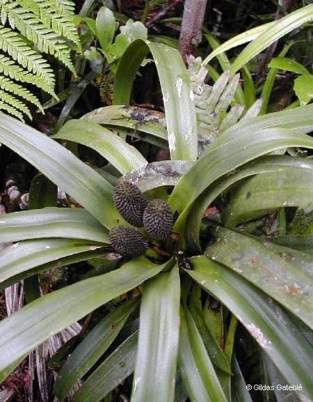 Freycinetia 9