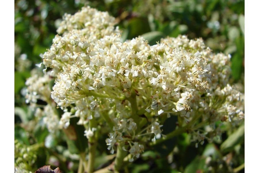 Ceanothus sametový 6