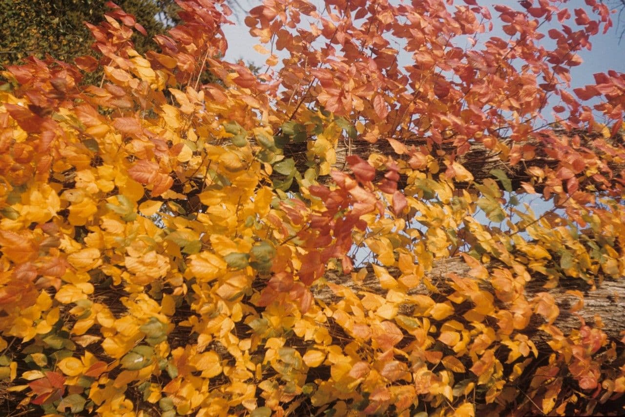 Toxicodendron pubescens 4