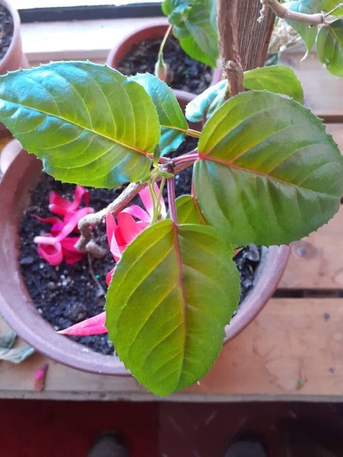 Fucsia 3