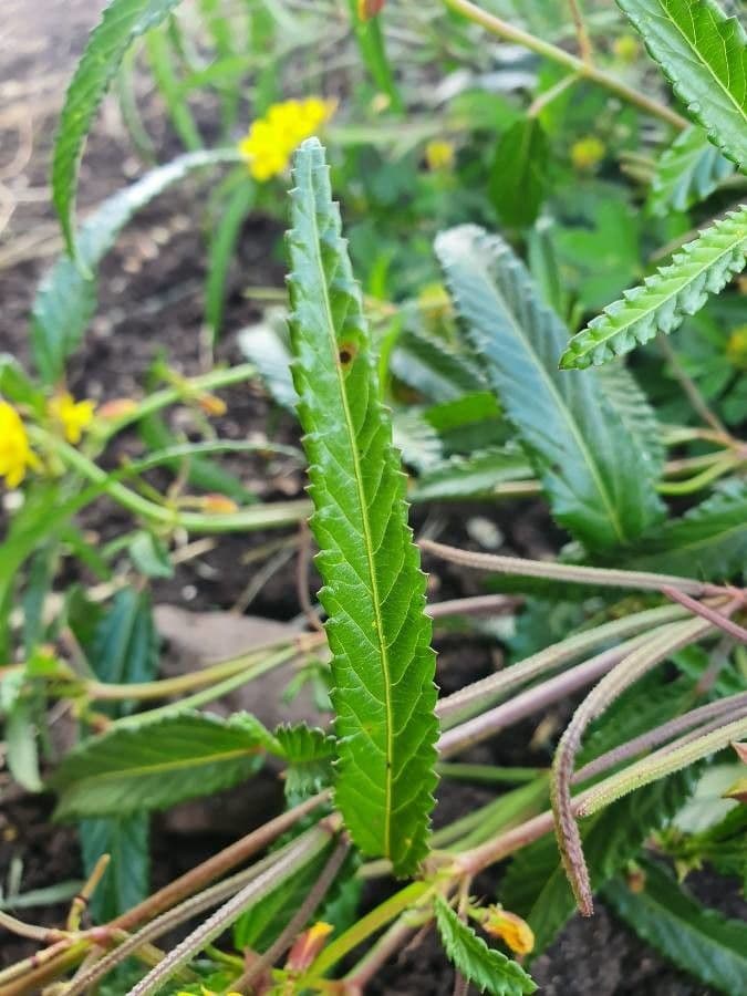 Corchorus trilocularis 16