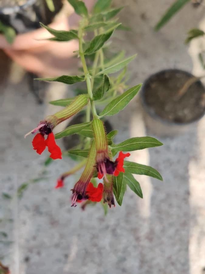 Cuphea llavea 13