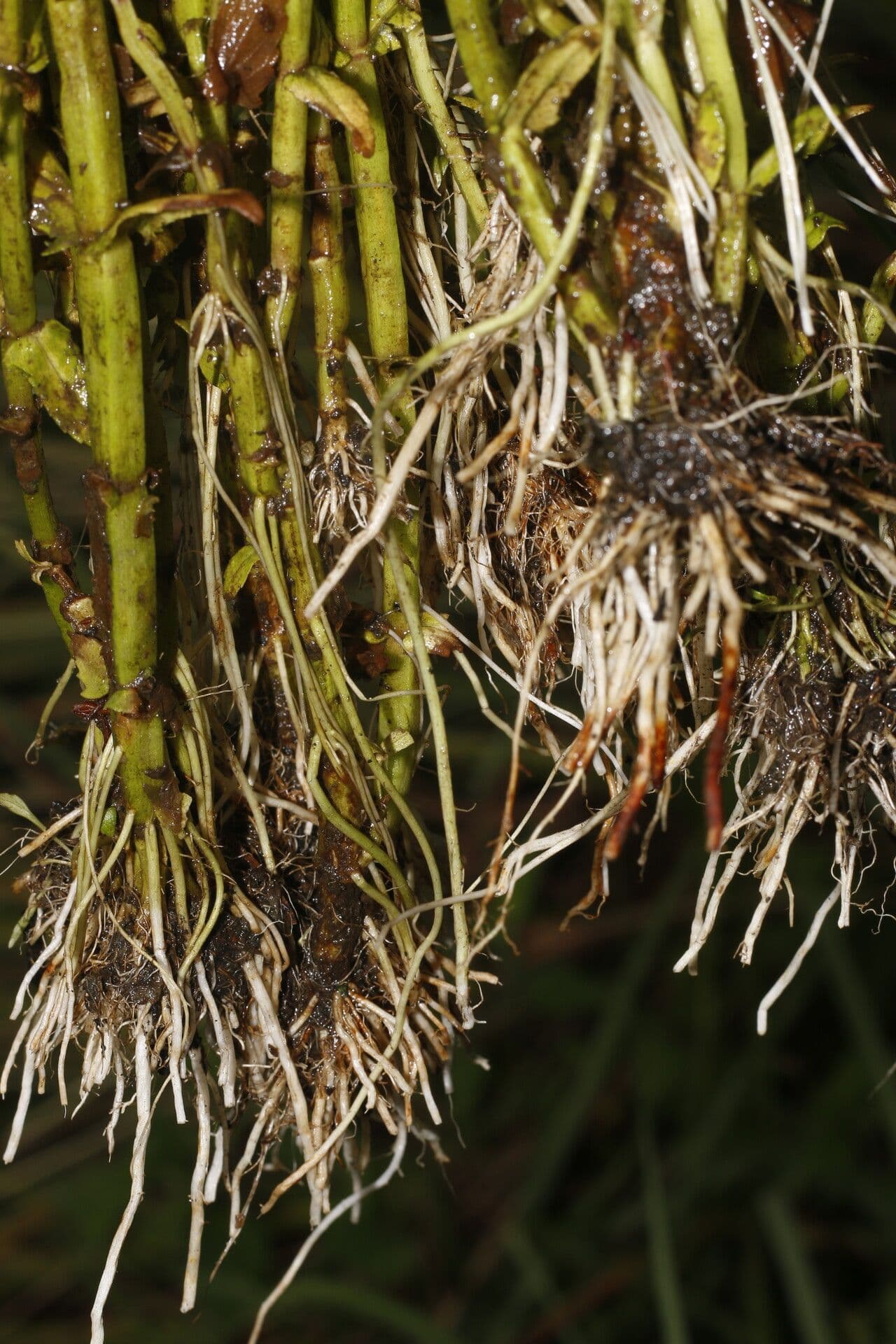 Bacopa laxiflora 7
