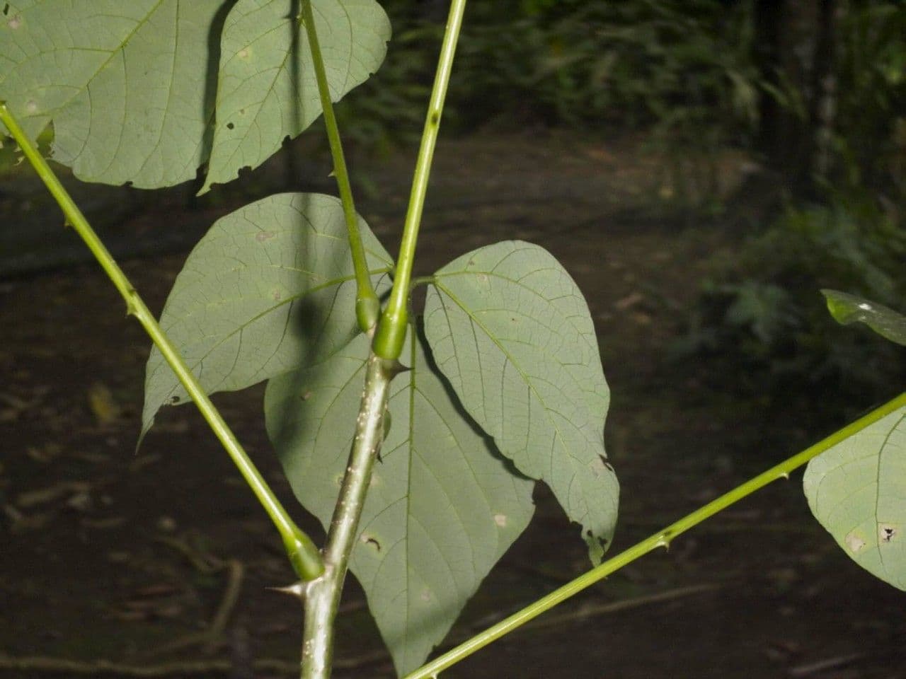 Erythrina garbatá 19