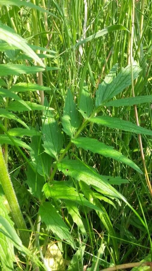 Valeriana comune 20