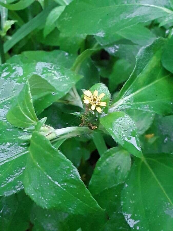 Synedrella nodiflora 5