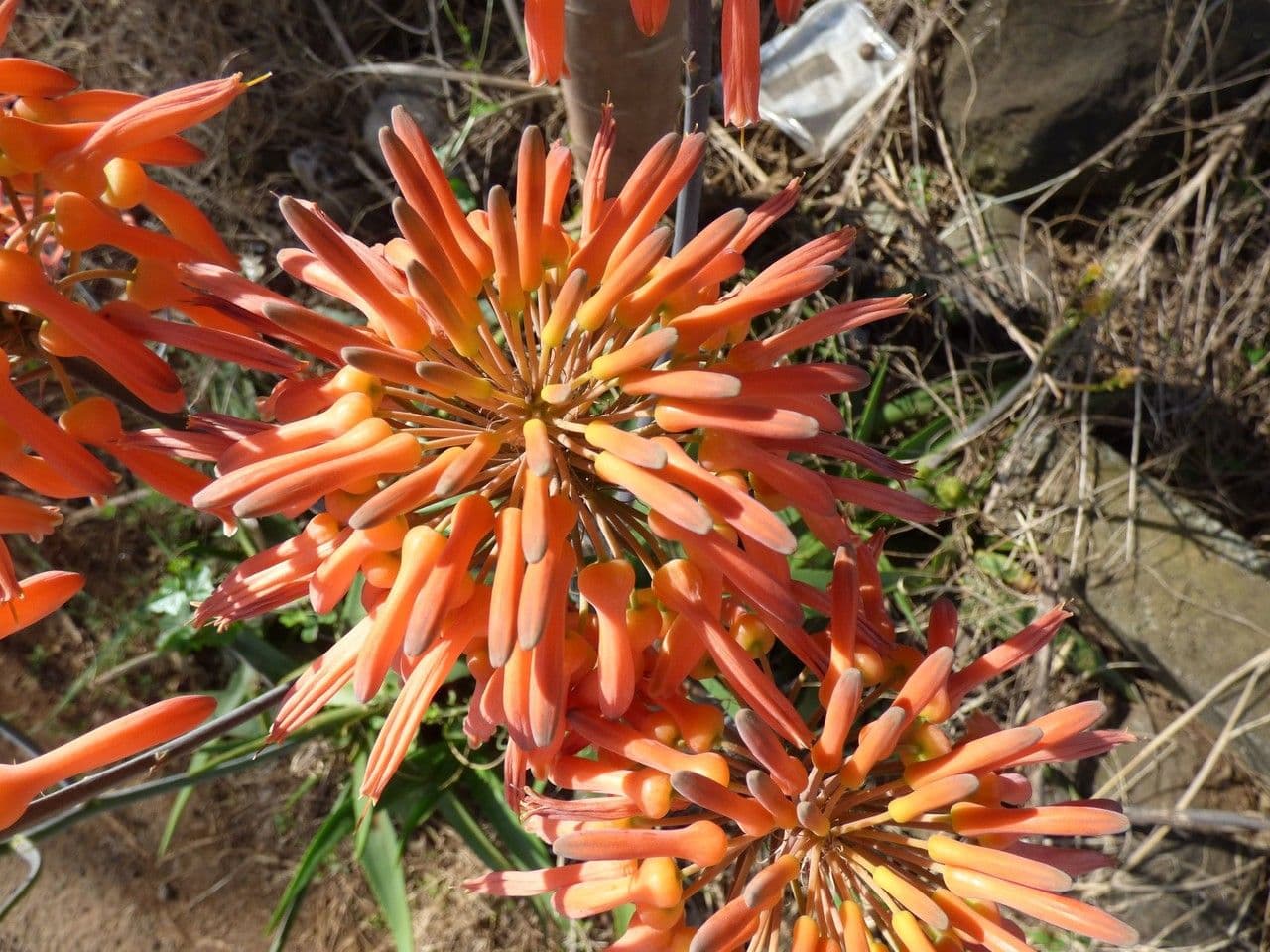 Aloe 4