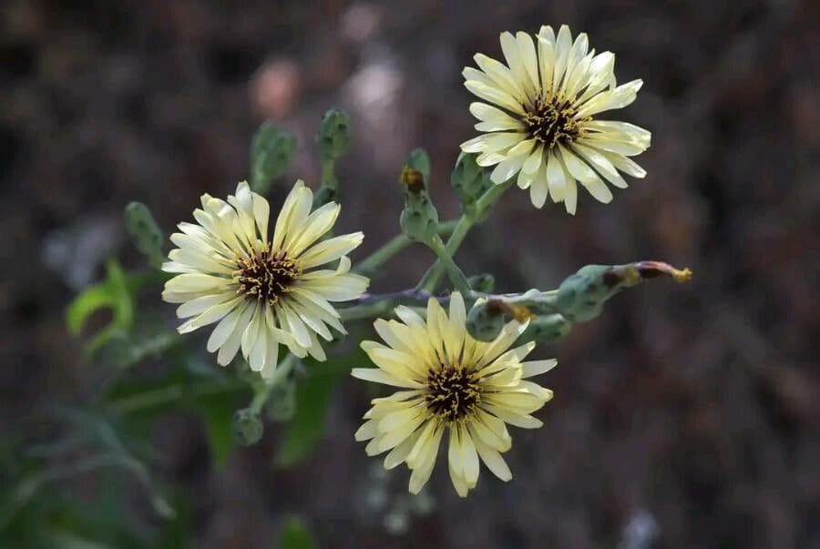 Lattuga tuberosa 4